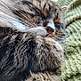 cat, tabby, sleeping, close_up, fur, whiskers, paw, cozy, blanket, green, resting, pet, animal, cute, feline, soft, texture, indoor, peaceful, relaxed