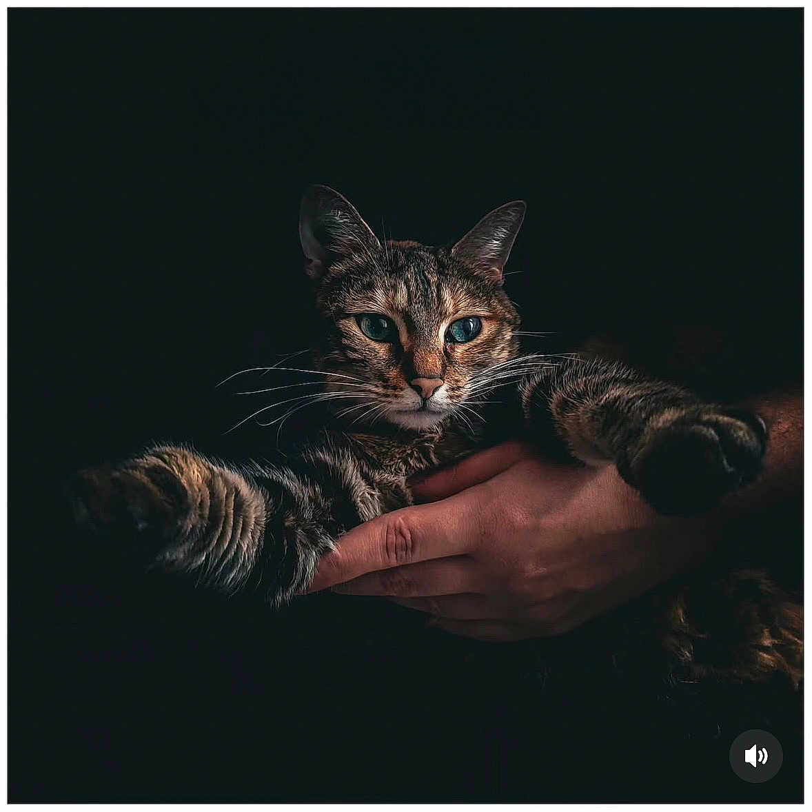 Saphyr participe au concours pour gagner de l'argent avec cette photo : animal, animal_face, blue_eyes, cat, close_up, cute, dark_background, domestic_animal, feline, fur, hand, holding, indoor, looking, mammal, paw, pet, portrait, tabby_cat, whiskers
