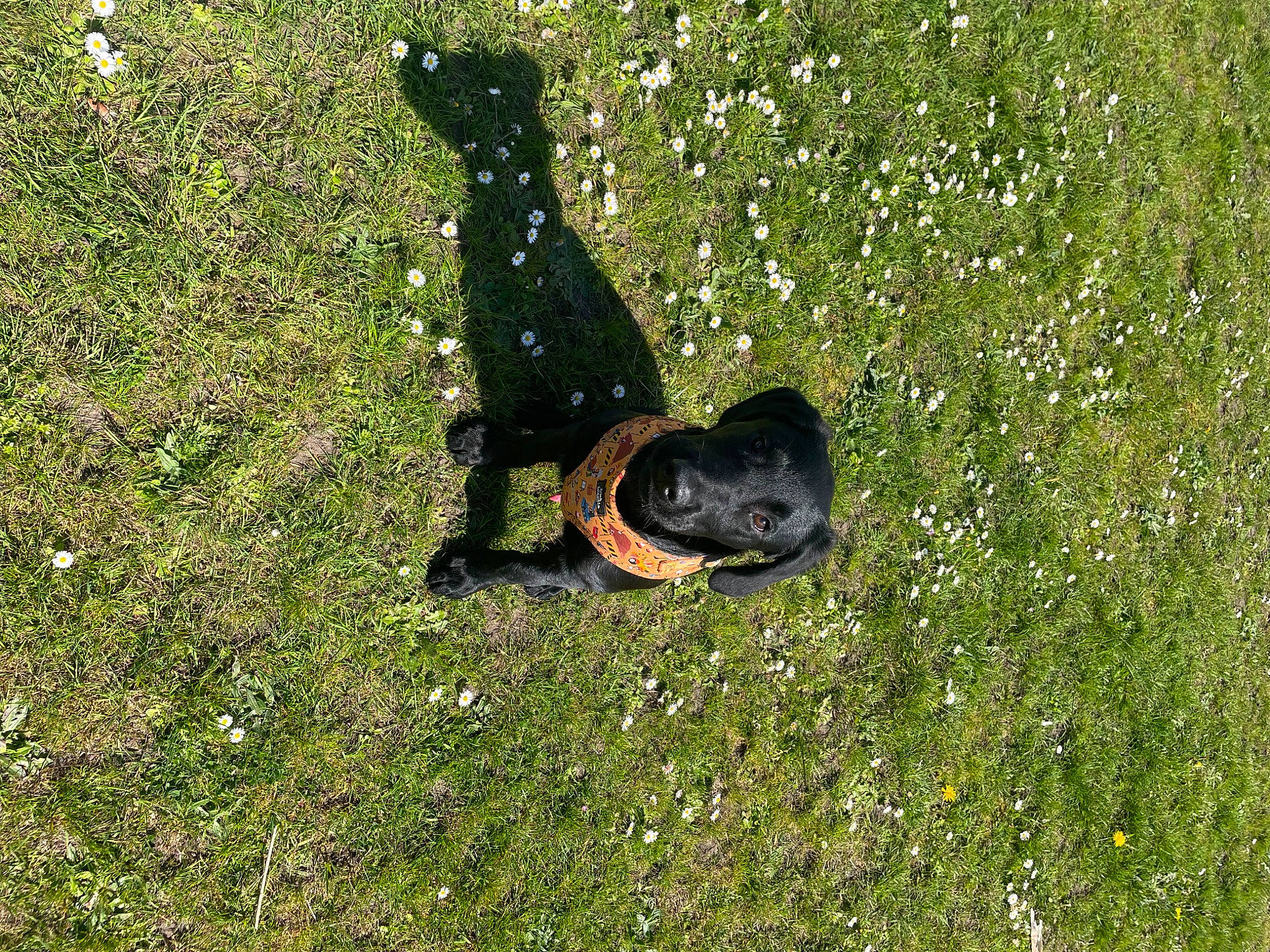 Loki is registered to the contest to win money with this photo: canidae, carnivore, companion_dog, dog, dog_breed, grass, grass_family, grassland, groundcover, lawn, meadow, pasture, people_in_nature, plant, shadow, shrub, sporting_group, tail, terrestrial_animal, vertebrate