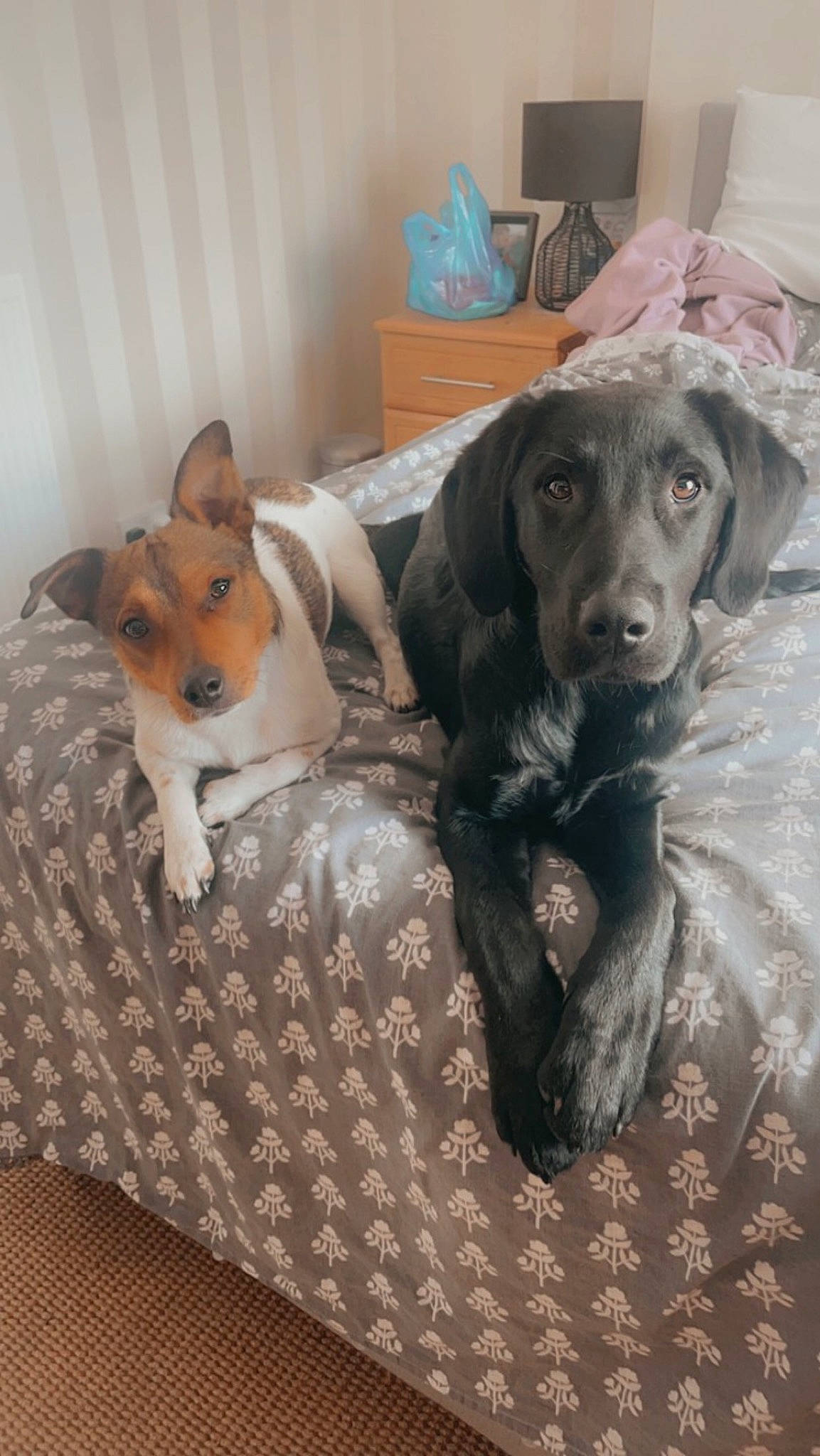 Luca joined the competition — help win amazing prizes! bed, canidae, carnivore, chair, comfort, companion_dog, couch, dog, dog_bed, dog_breed, dog_supply, fawn, flooring, fur, linens, liver, snout, sporting_group, wood, working_animal