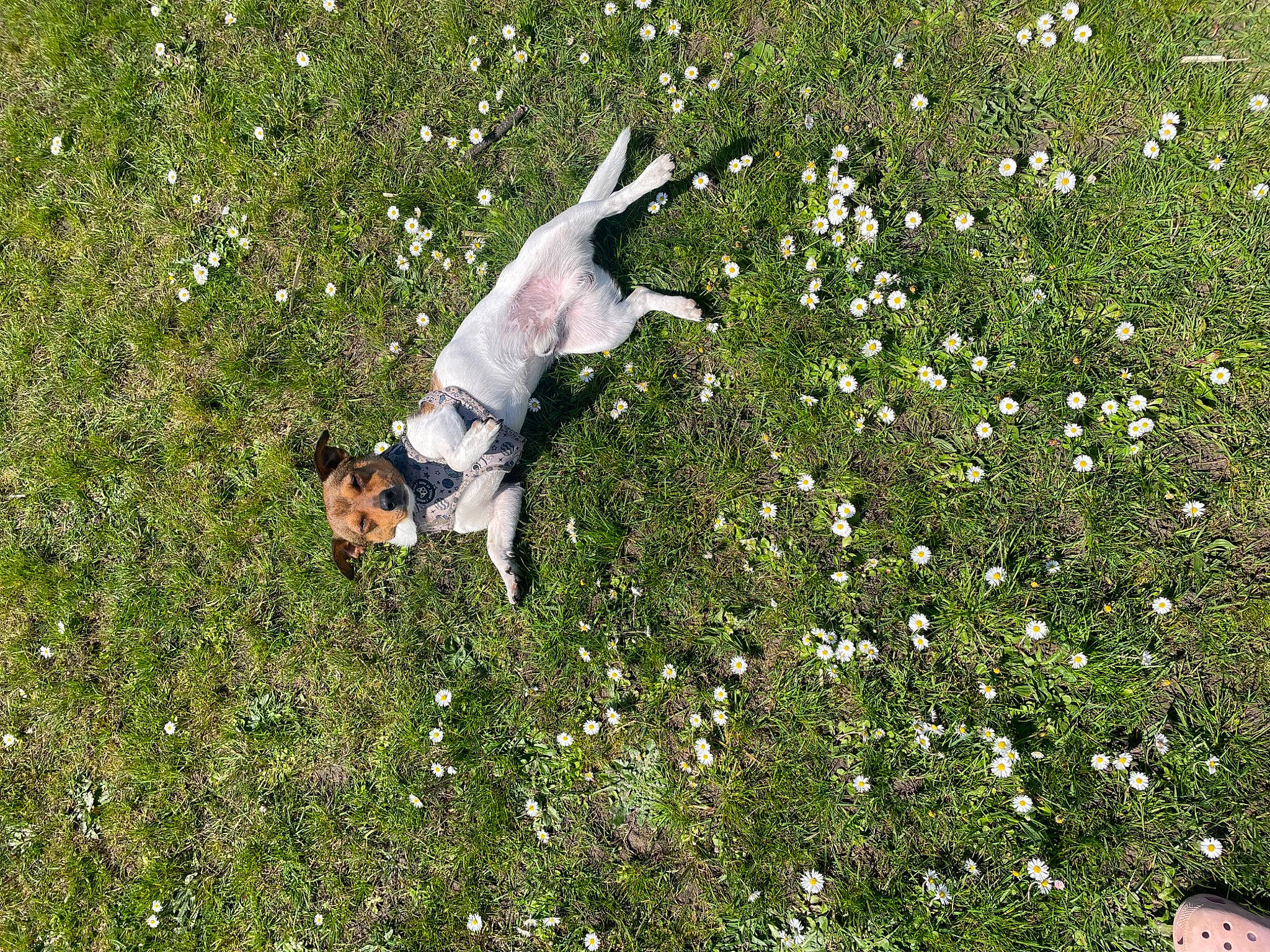 Luca is registered to the contest to win money with this photo: annual_plant, carnivore, companion_dog, dog, dog_breed, field, flower, flowering_plant, grass, grassland, groundcover, herbaceous_plant, meadow, pasture, people_in_nature, petal, plant, shrub, tail, working_animal