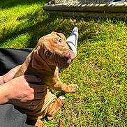Elkaï participe au concours pour gagner de l'argent avec cette photo : adorable, animal, brown, companion, cute, daylight, dog, friendly, garden, grass, hand, looking_up, nature, outdoor, person, pet, puppy, sitting, sunlight, young