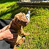 adorable, animal, brown, companion, cute, daylight, dog, friendly, garden, grass, hand, looking_up, nature, outdoor, person, pet, puppy, sitting, sunlight, young