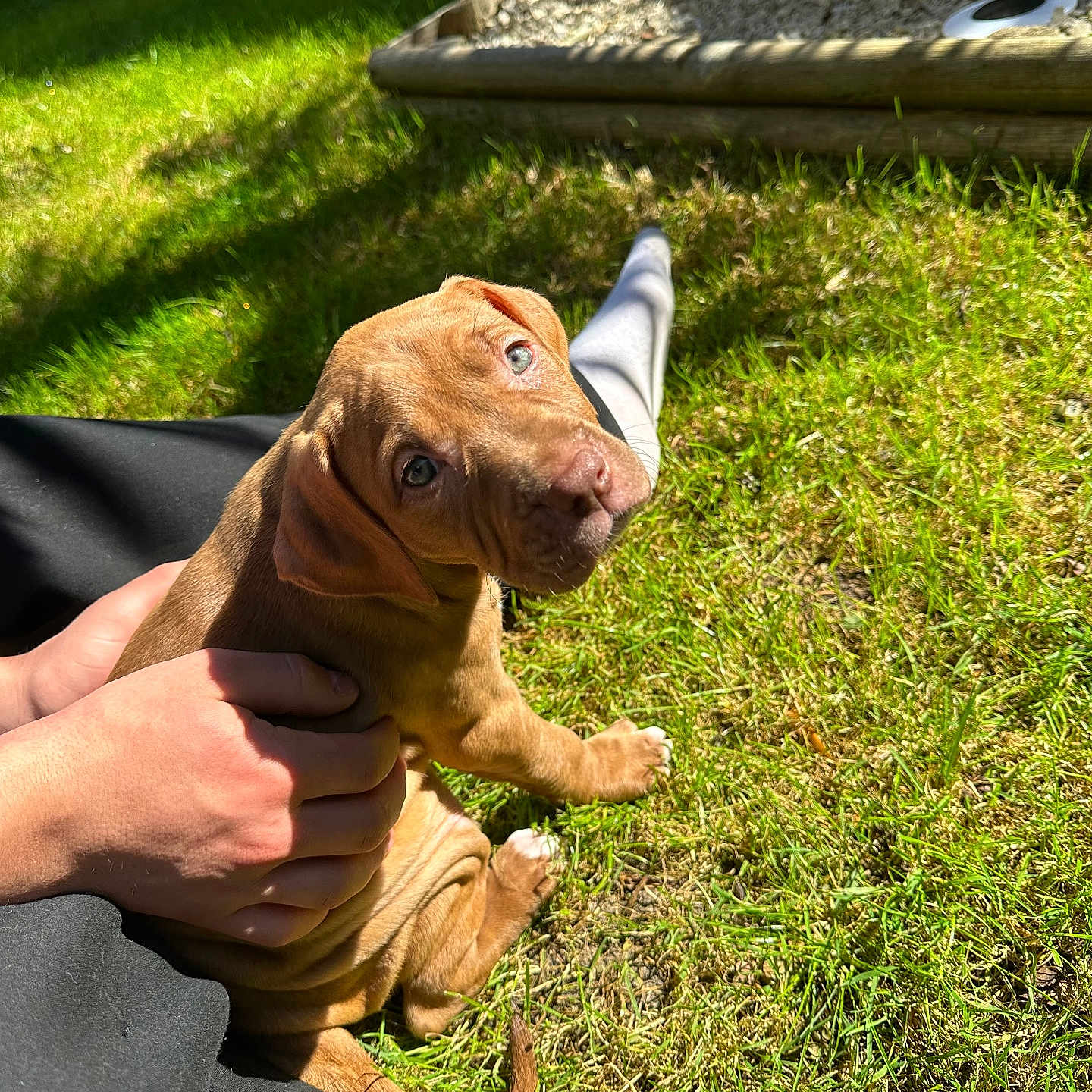 Elkaï participe au concours pour gagner de l'argent avec cette photo : adorable, animal, brown, companion, cute, daylight, dog, friendly, garden, grass, hand, looking_up, nature, outdoor, person, pet, puppy, sitting, sunlight, young