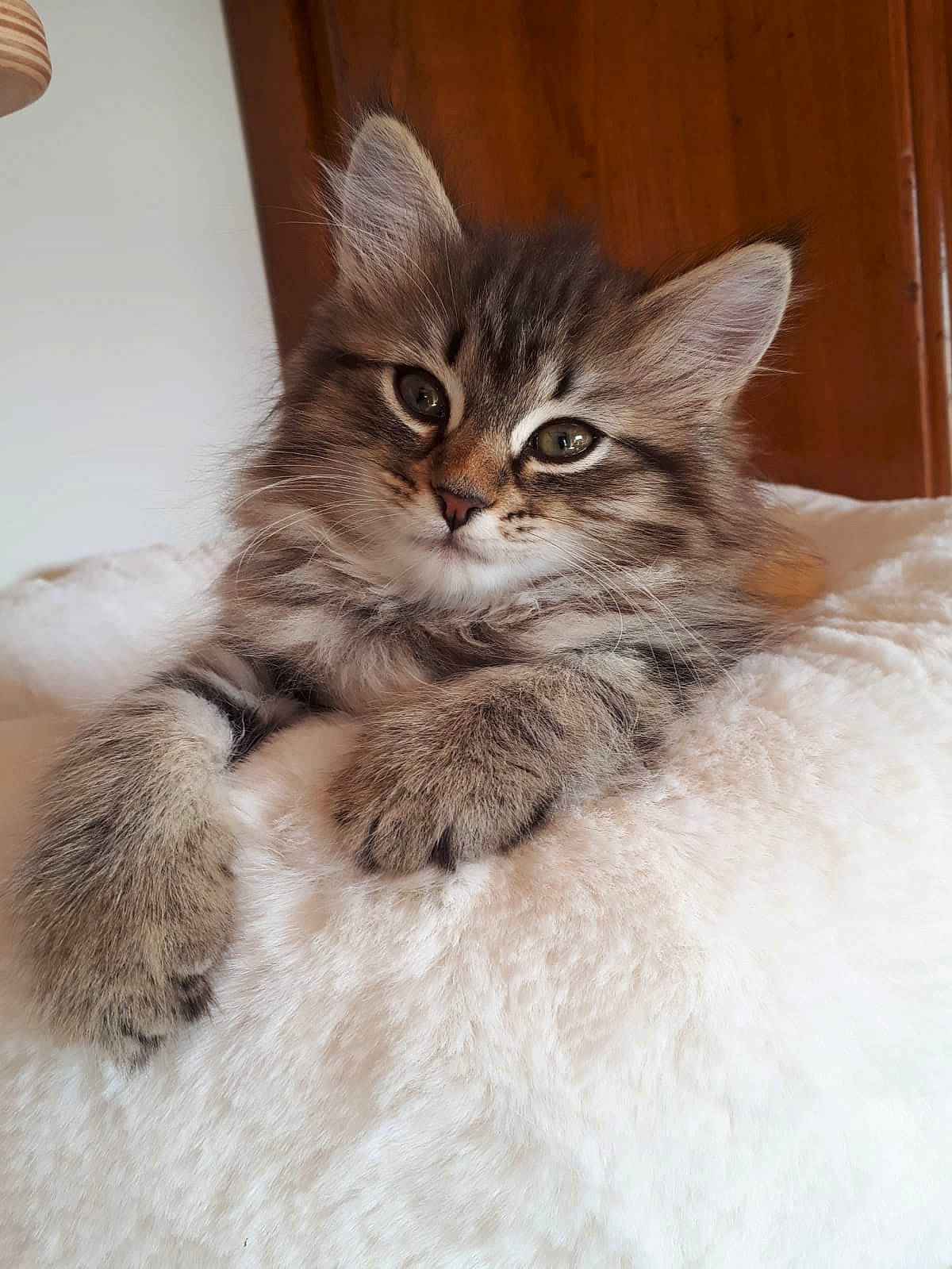 Rubis a rejoint le concours — aidez-le/la à gagner de superbes lots ! asian, asian_semi_longhair, british_longhair, british_semi_longhair, carnivore, cat, domestic_long_haired_cat, fawn, felidae, kitten, maine_coon, mammal, norwegian_forest_cat, pixie_bob, ragamuffin, siberian, small_to_medium_sized_cats, tabby_cat, vertebrate, whiskers