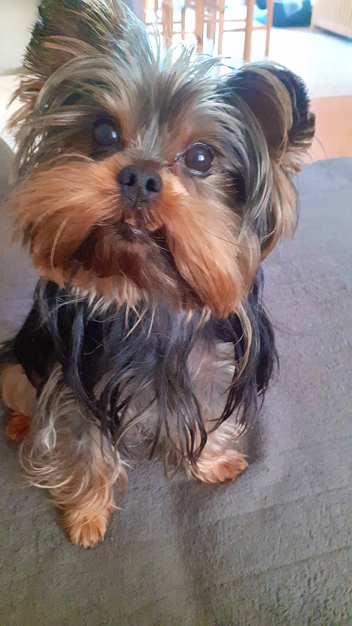 Iros a rejoint le concours — aidez-le/la à gagner de superbes lots ! biewer_terrier, canidae, carnivore, companion_dog, dog, dog_breed, dog_supply, fawn, fur, liver, maltepoo, puppy, small_terrier, snout, sporting_group, terrier, toy_dog, working_animal, yorkipoo, yorkshire_terrier