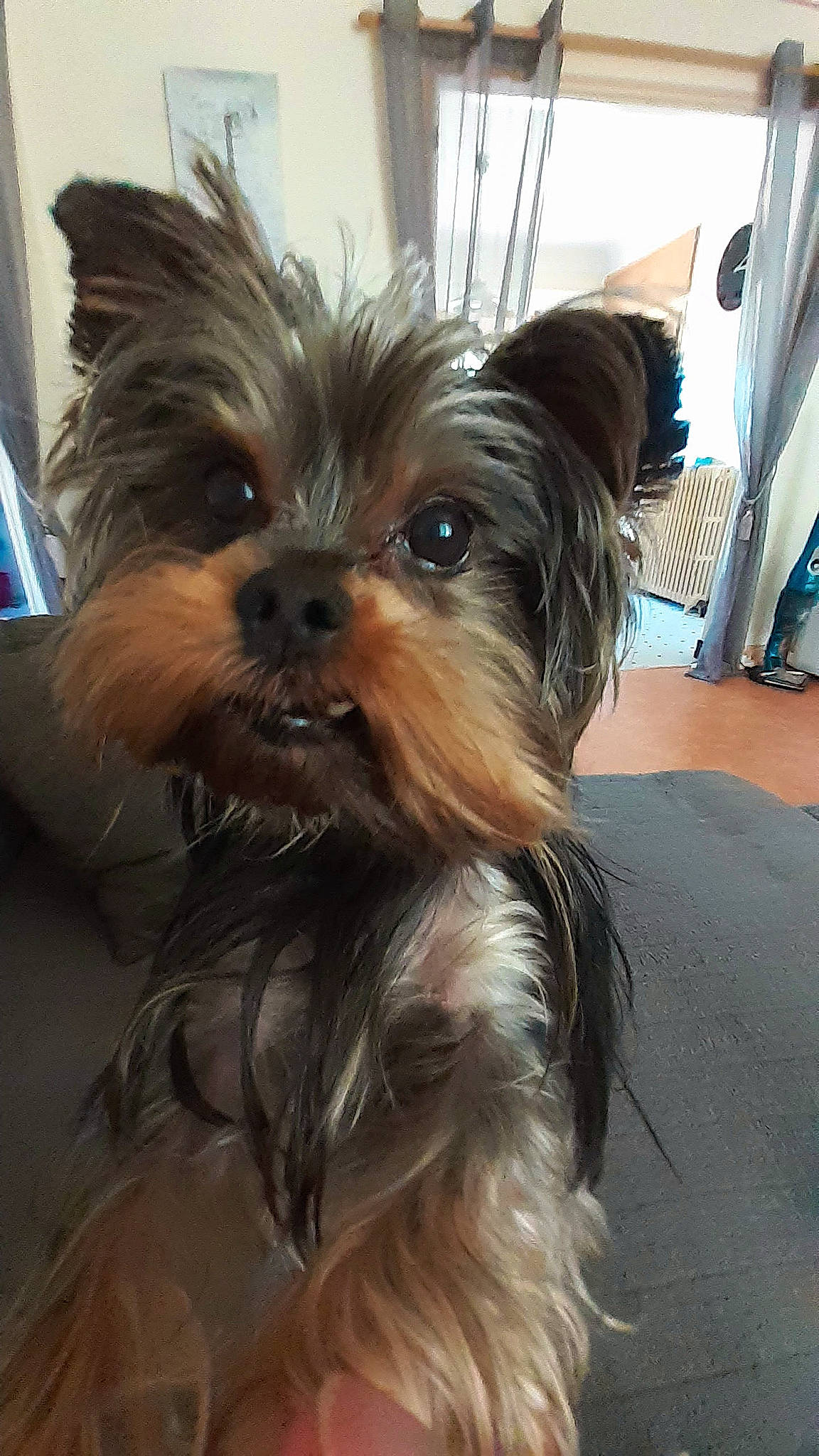 Iros participe au concours pour gagner de l'argent avec cette photo : biewer_terrier, canidae, carnivore, companion_dog, dog, dog_breed, dog_supply, fawn, fur, liver, small_terrier, snout, sporting_group, terrestrial_animal, terrier, toy_dog, windshield, working_animal, yorkipoo, yorkshire_terrier