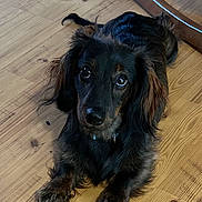 Bear is registered to the contest to win money with this photo: dog, long_hair, black, brown, pet, animal, floor, wooden_floor, cute, ears, nose, lying_down, indoor, looking_up, fur, collar, domestic_animal, canine, companion, adorable