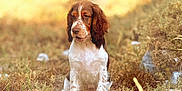 Hugo participe au concours pour gagner de l'argent avec cette photo : animal, brown, calm, canine, daylight, dog, ears, field, fur, grass, nature, outdoor, pet, portrait, puppy, quiet, sitting, sunlight, white, young