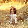 animal, brown, calm, canine, daylight, dog, ears, field, fur, grass, nature, outdoor, pet, portrait, puppy, quiet, sitting, sunlight, white, young