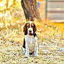 Hugo a rejoint le concours — aidez-le/la à gagner de superbes lots ! animal, background, brown, cute, daytime, dog, ears, fur, grass, nature, outdoor, pet, pinecone, playful, puppy, sitting, sunlight, tree, white, young