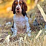 Hugo a rejoint le concours — aidez-le/la à gagner de superbes lots ! animal, background_blur, brown, closeup, cute, dog, ears, expression, field, floppy_ears, fur, grass, nature, outdoor, portrait, puppy, sitting, sunlight, white, young