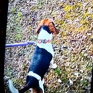 Cujo And Barkley is registered to the contest to win money with this photo: dog, leash, outdoor, walking, tricolor, brown, black, white, grass, leaves, nature, pet, canine, collar, side_view, animal, ground, daylight, walking_dog, forest_floor