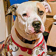 Buddy joined the competition — help win amazing prizes! animal, brown_collar, cardboard_boxes, cartoon_print, close_up, clothing, companion, dog, domestic_animal, ears, face, fur, household, indoor, looking, pet, portrait, shirt, snout, white_dog