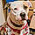 Buddy