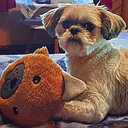 Rocky joined the competition — help win amazing prizes! animal, bed, brown, companion, cozy, cream_color, cute, dog, fluffy, furniture, home, indoor, pet, plush_toy, relaxed, resting, soft, stuffed_animal, toy, warm_lighting