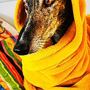 Hanna participe au concours pour gagner de l'argent avec cette photo : animal, blanket, canine, clothing, cushion, dog, face, head, homedecor, hood, hound, labradorretriever, person, pet, photography, portrait, puppy, quilt, scarf, towel