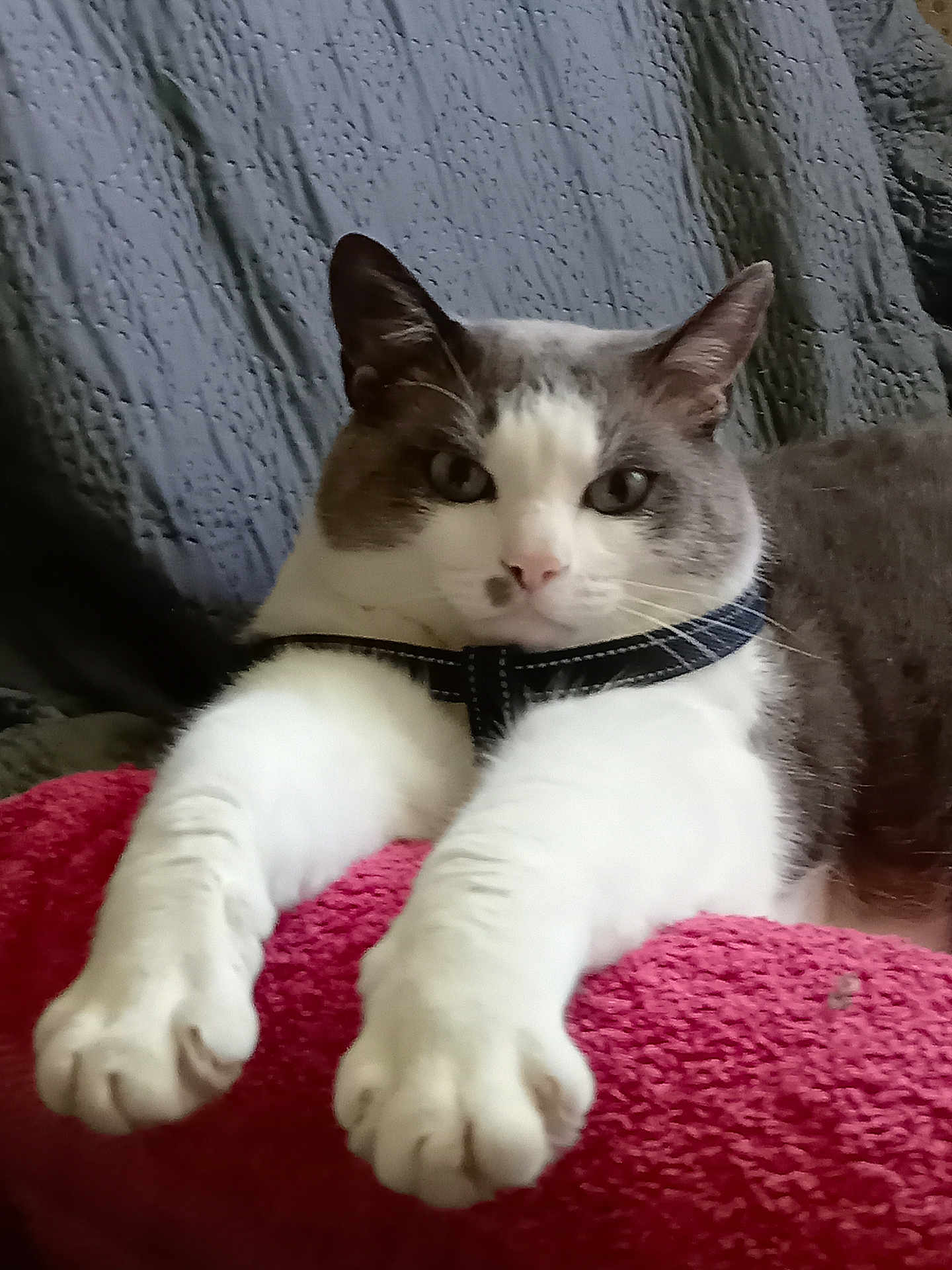 Nougat a rejoint le concours — aidez-le/la à gagner de superbes lots ! cat, white, gray, paws, blanket, pink, knitted, fabric, relaxed, indoor, pet, fur, closeup, animal, mammal, whiskers, ears, face, collar, couch