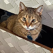 Isabell joined the competition — help win amazing prizes! cat, tabby_cat, pet, feline, collar, indoor, box, pattern, geometric_pattern, curious, whiskers, ears, close_up, domestic_animal, animal, cute, looking, furniture, home, resting