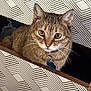 cat, tabby_cat, pet, feline, collar, indoor, box, pattern, geometric_pattern, curious, whiskers, ears, close_up, domestic_animal, animal, cute, looking, furniture, home, resting