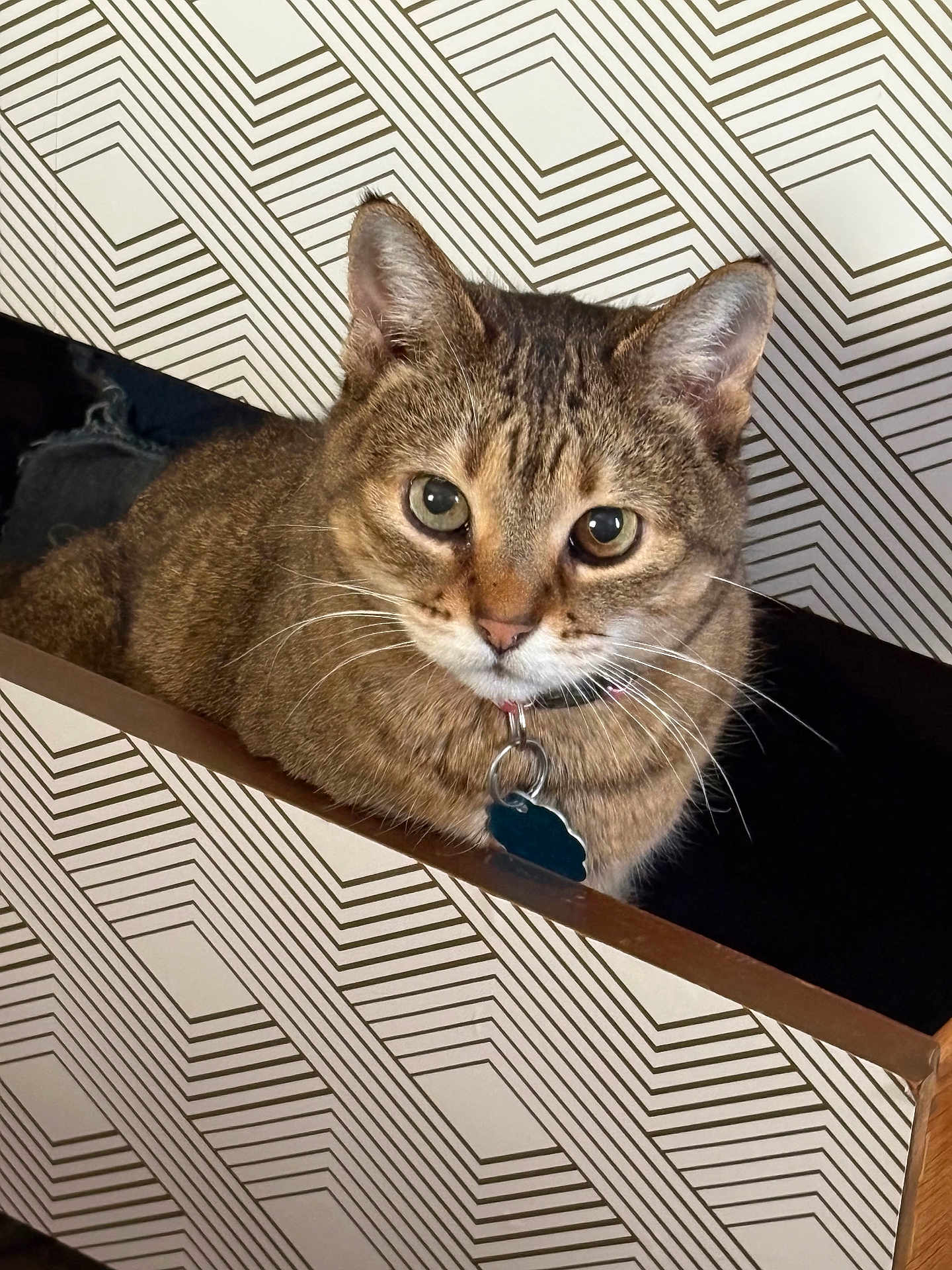 Isabell joined the competition — help win amazing prizes! cat, tabby_cat, pet, feline, collar, indoor, box, pattern, geometric_pattern, curious, whiskers, ears, close_up, domestic_animal, animal, cute, looking, furniture, home, resting