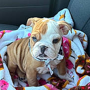 Bella is registered to the contest to win money with this photo: adorable, animal, bandana, blanket, bulldog, canine, car_seat, companion, cozy, cute, dog, fur, indoor, mammal, pet, portrait, puppy, sitting, wrinkles, young