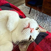 Appa joined the competition — help win amazing prizes! black, blanket, carpet, cat, checkered, close_up, cozy, cute, home, indoor, paw, pet, pink_nose, red, relaxed, sleepy, tabby, whiskers, white_fur, wooden_table
