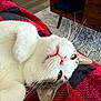 black, blanket, carpet, cat, checkered, close_up, cozy, cute, home, indoor, paw, pet, pink_nose, red, relaxed, sleepy, tabby, whiskers, white_fur, wooden_table