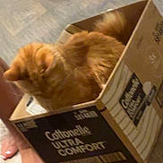 Optimus joined the competition — help win amazing prizes! box, cardboard, cat, cozy, curled_up, feline, floor, fluffy, funny, fur, ginger_cat, household, indoors, orange_cat, packaging, pet, photograph, relaxed, sleeping, wood_floor