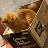 box, cardboard, cat, cozy, curled_up, feline, floor, fluffy, funny, fur, ginger_cat, household, indoors, orange_cat, packaging, pet, photograph, relaxed, sleeping, wood_floor