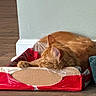 Optimus joined the competition — help win amazing prizes! animal, blanket, candid_photo, cat, cozy, cute, domestic_animal, fur, indoors, nap, orange_cat, pet, plastic_wrap, red_package, relaxed, resting, sleeping, tabby, wall, wood_floor