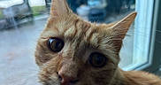 Optimus joined the competition — help win amazing prizes! animal, blue_tones, blurred_background, cat, close_up, curious, cute, ears, eyes, face, feline, fur, ginger, indoor, looking_at_camera, orange_cat, pet, portrait, whiskers, window