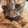 Optimus joined the competition — help win amazing prizes! animal, black_borders, cat, close_up, facial_expression, fluffy, furry, green_eyes, indoors, judgmental, long_hair, orange_tabby, pet, photography, pink_nose, portrait, soft_lighting, staring, tabby, whiskers