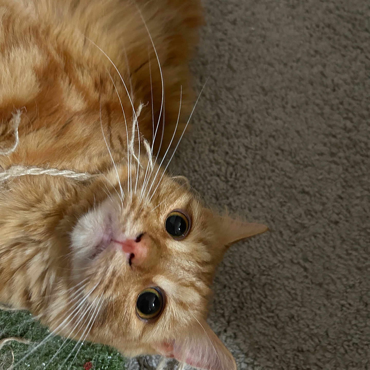 Optimus joined the competition — help win amazing prizes! animal, carpet, cat, close_up, curious, fluffy, furry, ginger_cat, green_eyes, indoor, large_eyes, orange_cat, pet, pink_nose, playful, pointed_ears, portrait, scratching_post, upside_down, whiskers