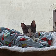 Luna is registered to the contest to win money with this photo: animal, blanket, cat, cat_bed, comfort, cozy, curious, cute, domestic, feline, grey_and_white, home, indoor, kitten, looking, pet, resting, soft, window, young_cat