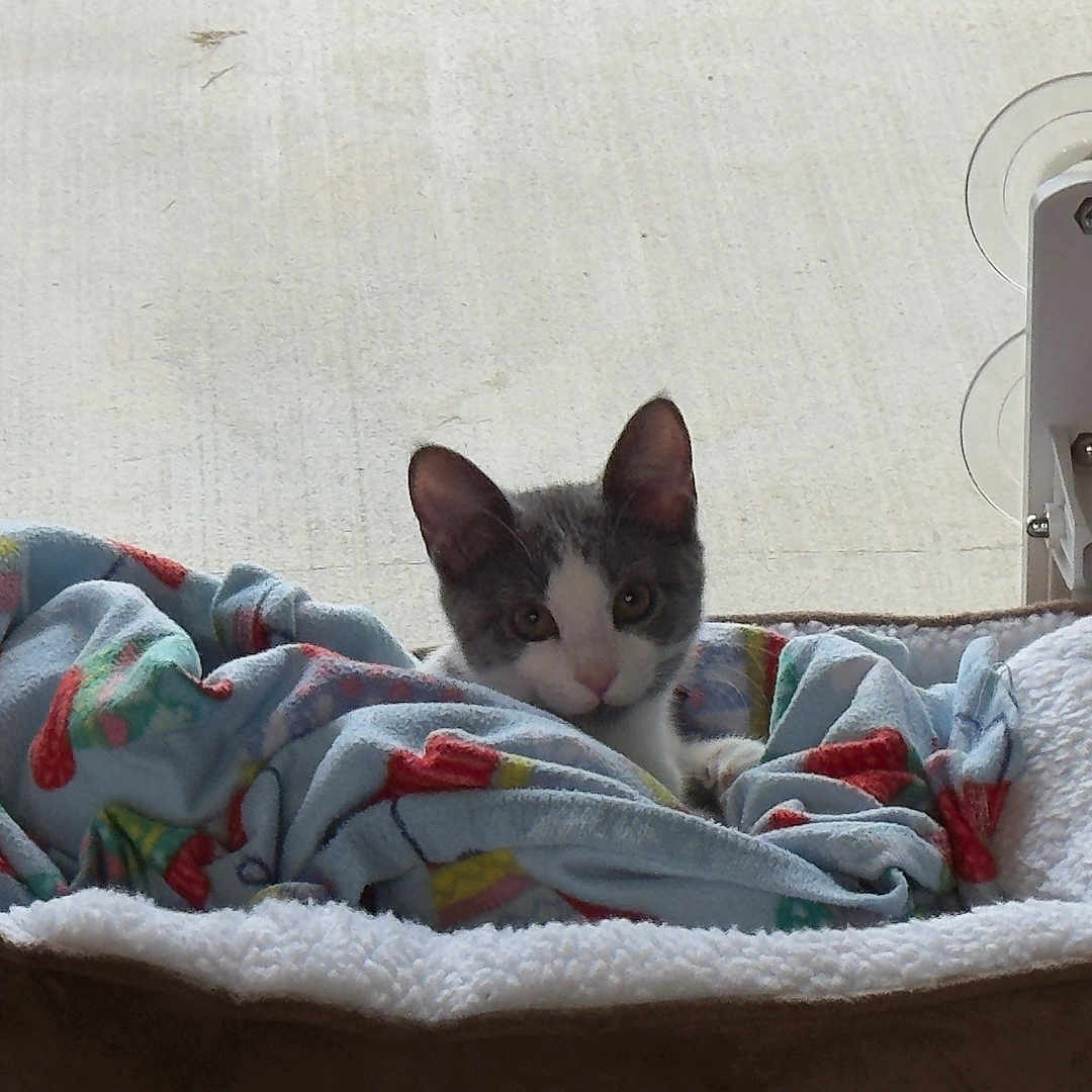 Luna