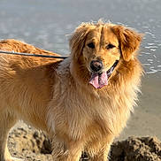 Nugget joined the competition — help win amazing prizes! dog, golden_retriever, beach, sand, water, tongue_out, leash, sunlight, fur, pet, animal, outdoor, nature, happy, canine, mammal, standing, daylight, friendly, playful
