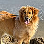 dog, golden_retriever, beach, sand, water, tongue_out, leash, sunlight, fur, pet, animal, outdoor, nature, happy, canine, mammal, standing, daylight, friendly, playful