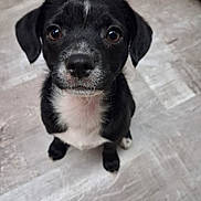 Nacho is registered to the contest to win money with this photo: dog, puppy, black_and_white, black_fur, white_chest, tile_floor, looking_up, big_eyes, brown_eyes, nose, whiskers, paws, sitting, close_up, portrait, indoor, adorable, cute, curious, short_hair
