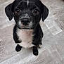 dog, puppy, black_and_white, black_fur, white_chest, tile_floor, looking_up, big_eyes, brown_eyes, nose, whiskers, paws, sitting, close_up, portrait, indoor, adorable, cute, curious, short_hair