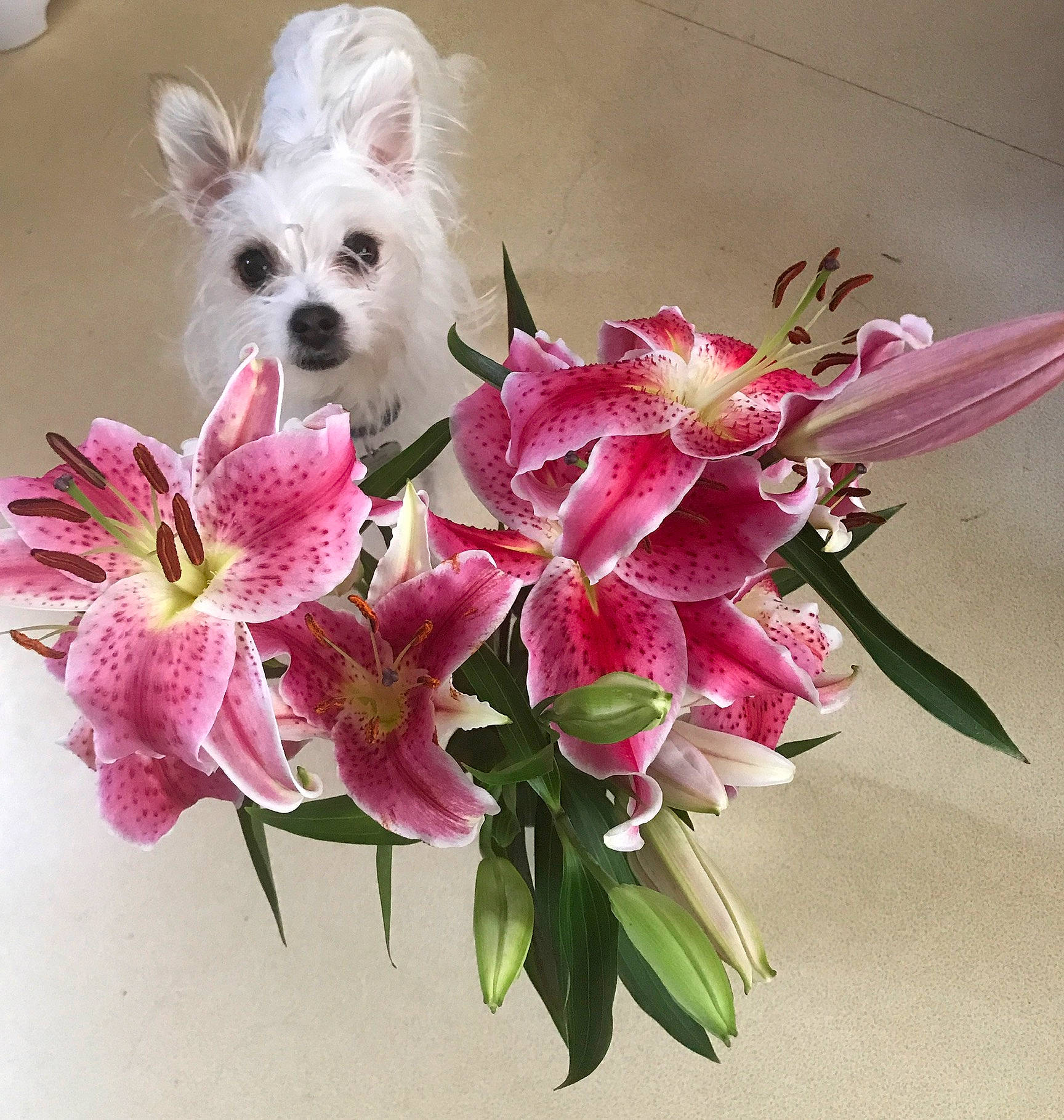 Chippy a rejoint le concours — aidez-le/la à gagner de superbes lots ! artificial_flower, bouquet, carnivore, companion_dog, creative_arts, cut_flowers, dog, dog_breed, floral_design, flower, flower_arranging, flowering_plant, flowerpot, houseplant, petal, plant, small_terrier, terrestrial_plant, toy_dog, window