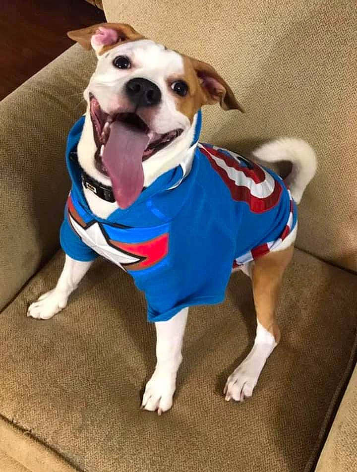 Dobby is registered to the contest to win money with this photo: bow_tie, canidae, carnivore, collar, companion_dog, dog, dog_breed, dog_clothes, dog_collar, dog_supply, electric_blue, fashion_accessory, fawn, leash, pet_supply, snout, sporting_group, tail, whiskers, working_animal