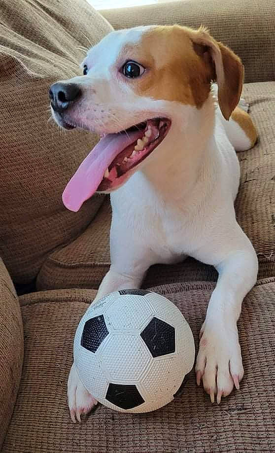 Dobby joined the competition — help win amazing prizes! ball, carnivore, collar, companion_dog, dog, dog_breed, dog_collar, facial_expression, fawn, football, jaw, nose, pet_supply, smile, snout, soccer, sporting_group, whiskers, white, working_animal