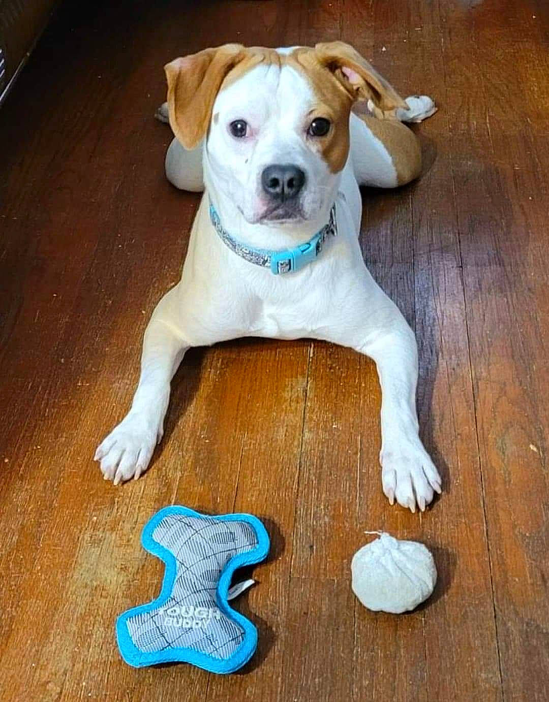 Dobby joined the competition — help win amazing prizes! carnivore, circle, collar, companion_dog, dog, dog_breed, dog_collar, dog_supply, fawn, flooring, hardwood, pet_supply, snout, varnish, whiskers, white, wood, wood_flooring, wood_stain, working_animal