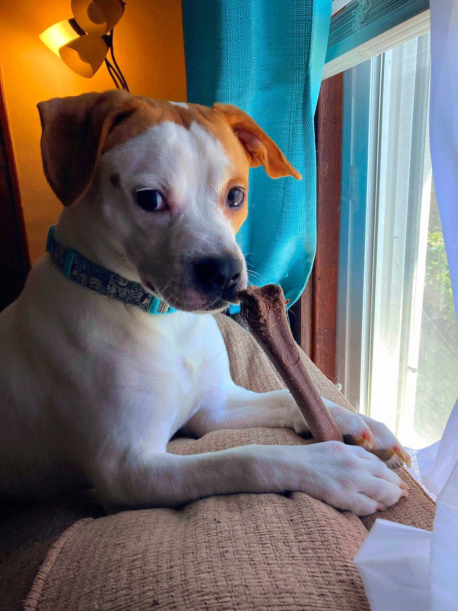 Dobby joined the competition — help win amazing prizes! canidae, carnivore, chair, collar, comfort, companion_dog, curtain, dog, dog_breed, dog_collar, dog_supply, fawn, fur, lamp, pet_supply, snout, sporting_group, whiskers, window, working_animal