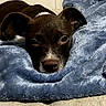Milo is registered to the contest to win money with this photo: dog, brown_dog, white_markings, blanket, blue_blanket, cozy, resting, laying_down, close_up, indoor, pet, fur, sleepy, relaxed, cute, animal, soft_texture, comfort, snuggle, face