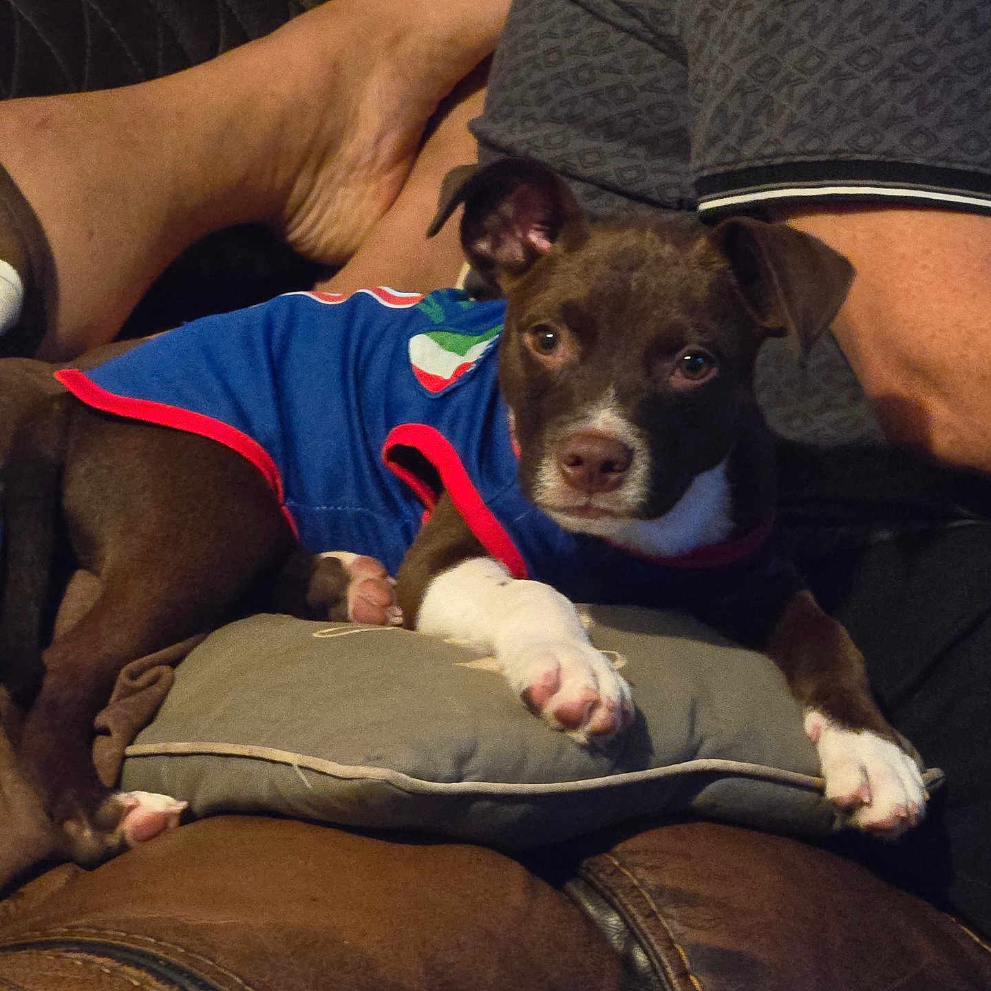 Milo joined the competition — help win amazing prizes! dog, puppy, blue_clothing, cushion, leather_chair, indoor, pet, relaxed, brown_dog, white_paws, person, legs, feet, casual, comfort, resting, closeup, portrait, cute, animal