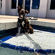 Milo is registered to the contest to win money with this photo: puppy, dog, service_dog, pool, water, sunlight, shadow, sidewalk, building, glass_door, sandals, outdoor, pet, animal, curious, sitting, harness, small_dog, daylight, reflection