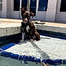 puppy, dog, service_dog, pool, water, sunlight, shadow, sidewalk, building, glass_door, sandals, outdoor, pet, animal, curious, sitting, harness, small_dog, daylight, reflection