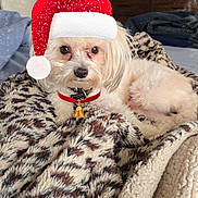 Lucky is registered to the contest to win money with this photo: dog, small_dog, santa_hat, red_collar, blanket, patterned_blanket, indoor, living_room, television, furniture, cozy, pet, cute, fluffy, relaxed, holiday, christmas, bell, fur, lying_down